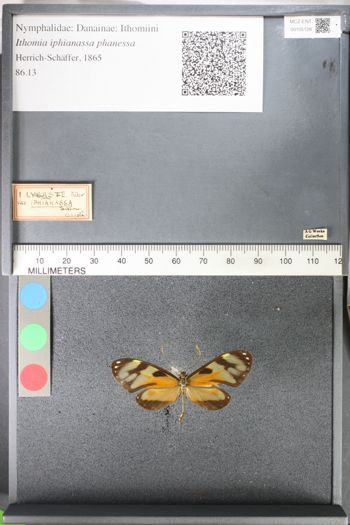 Media type: image;   Entomology 105128